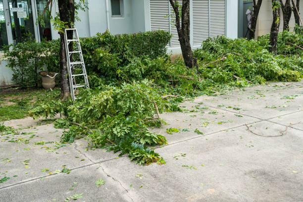 Why Choose Our Tree Removal Services in Gladewater, TX?