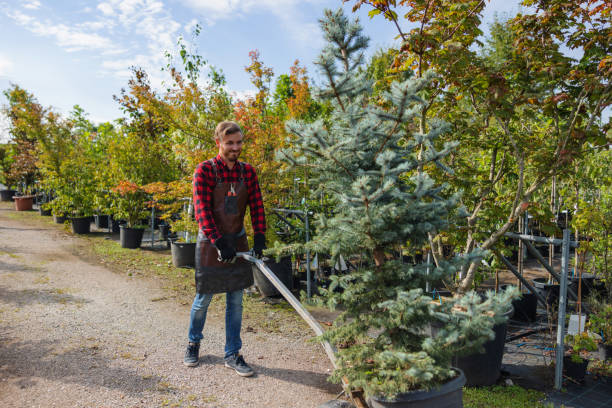 Best Fruit Tree Pruning  in Gladewater, TX