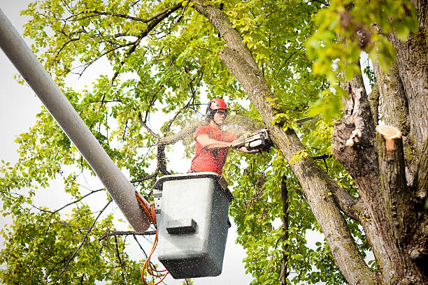 Gladewater, TX  Tree Services Company